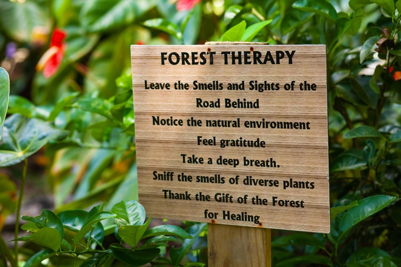 Forest Therapy sign