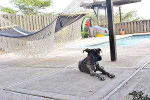 Turtles Nest Treasure Beach Jamaica Villa dog