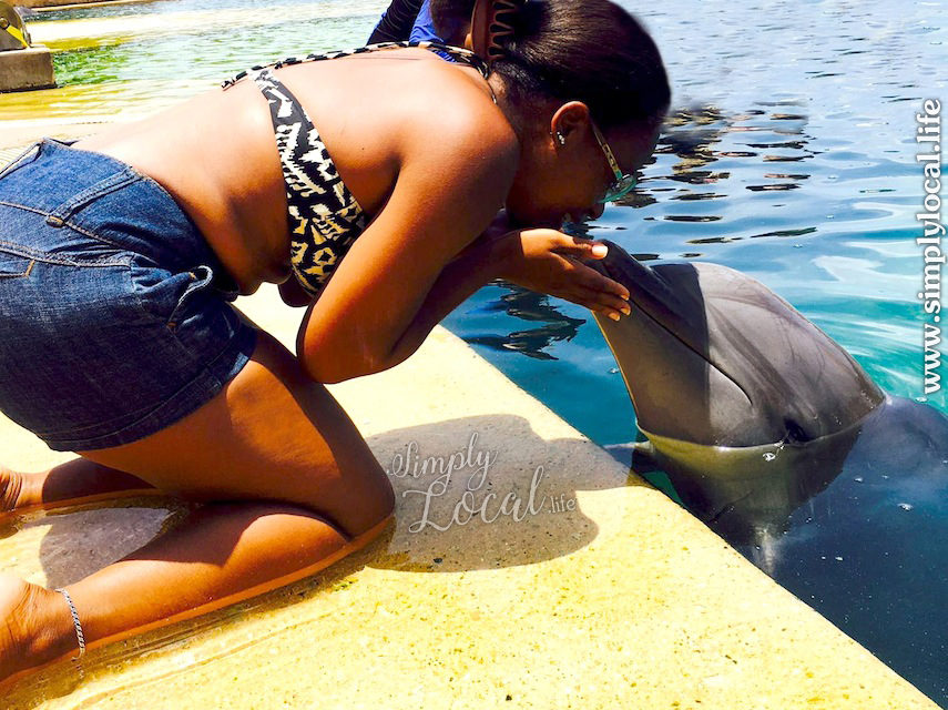 Dolphin Cove: Swim with Dolphins + More