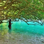 Blue Lagoon woman under tree Portland Jamaica