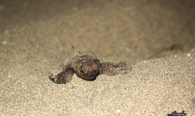 Save the Turtles: Why you Should and How you Can