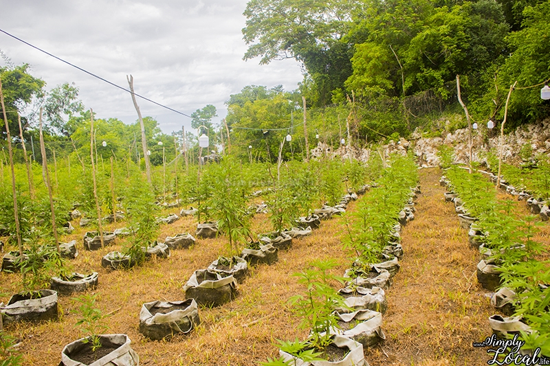 7 Jamaica Weed Tour Hotspots Around Negril - Simply Local Life