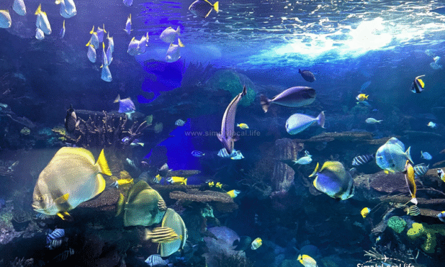 Ripleys Aquarium of Canada: Worth Visiting (Believe It or Not!)