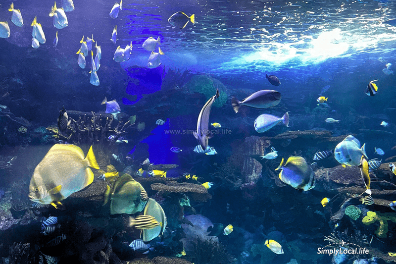 Ripleys Aquarium of Canada: Worth Visiting (Believe It or Not!)