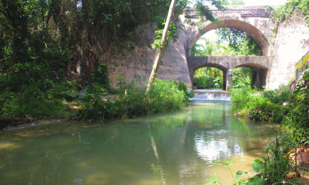 Streamz Palmz: River Attraction in Clarendon Countryside